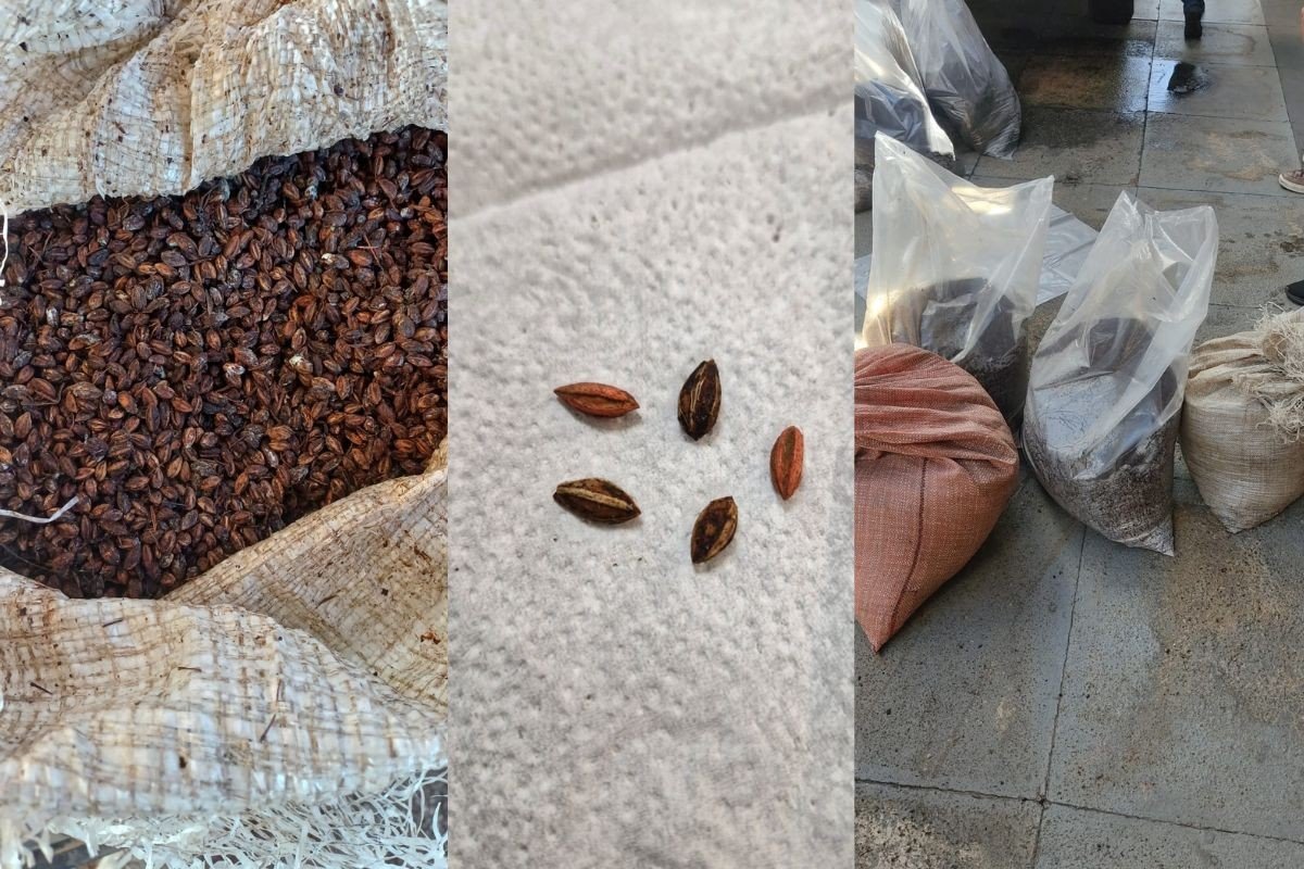 PRF apreende carga de 540 kg de mudas e sementes usadas na produção de cocaína em MT