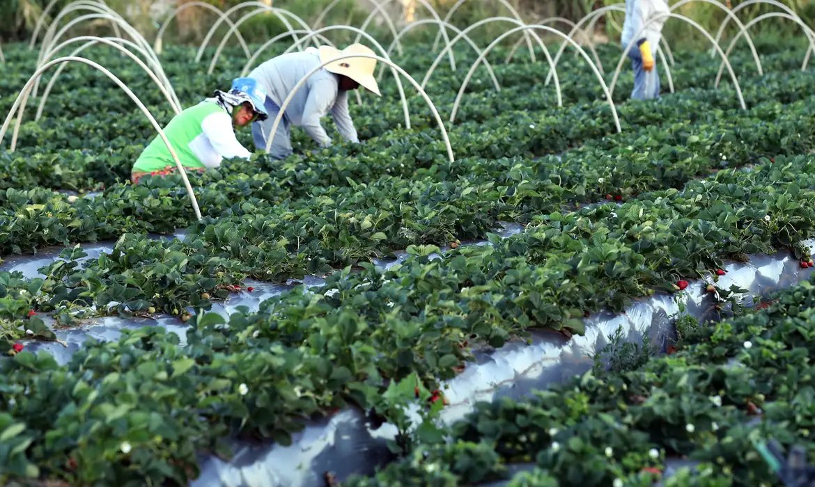 Canal Gov destaca agricultura familiar no novo programa Campo da Gente