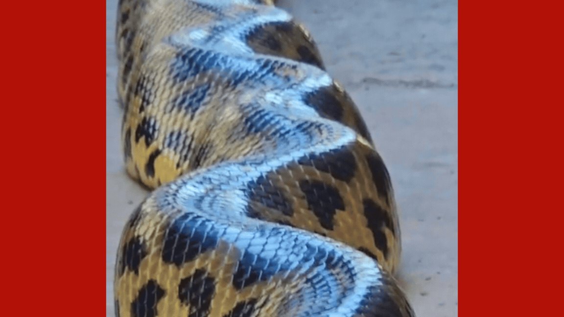 'Simplesmente magnífica’: sucuri-amarela é vista em hotel no Pantanal de MT; vídeo