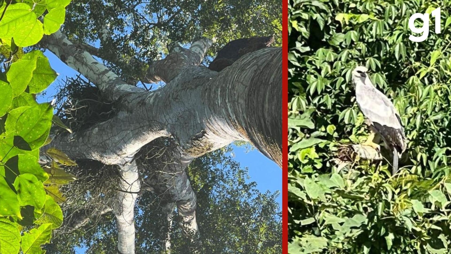 Proprietário de fazenda é notificado para impedir corte de árvore com ninho de ave rara em extinção em MT