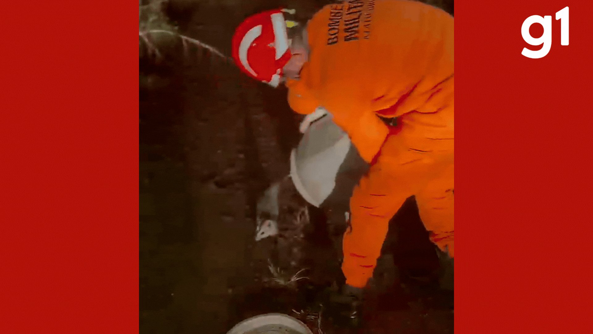 VÍDEO: saruê 'salta' ao ser devolvido à natureza após resgate em quintal de casa em MT