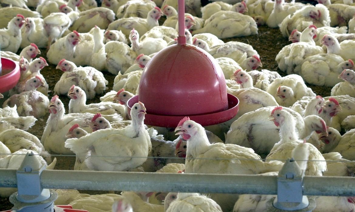 China encerra embargo e libera frango do RS após surto sanitário