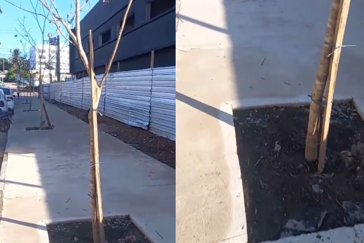 Vídeo: árvores retiradas de rua em Cuiabá são replantadas