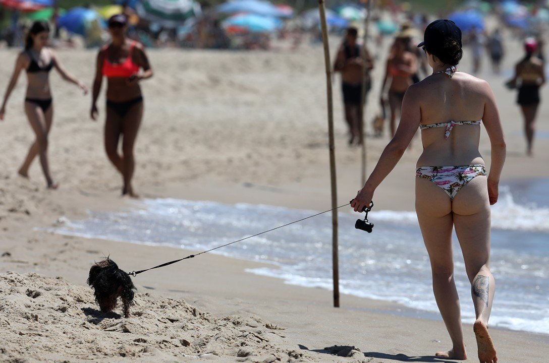 Câmara de Florianópolis aprova projeto que permite presença de animais domésticos nas praias