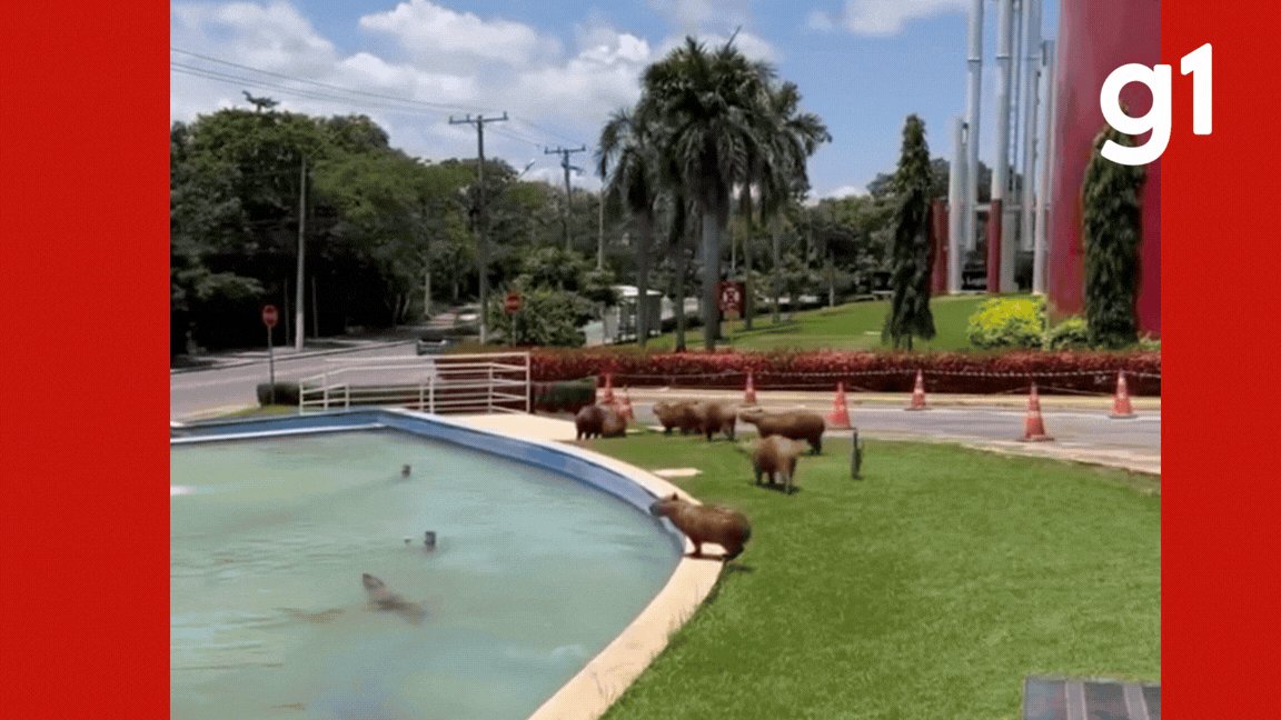 VÍDEO: Capivaras invadem chafariz da ALMT e usam como 'piscina'