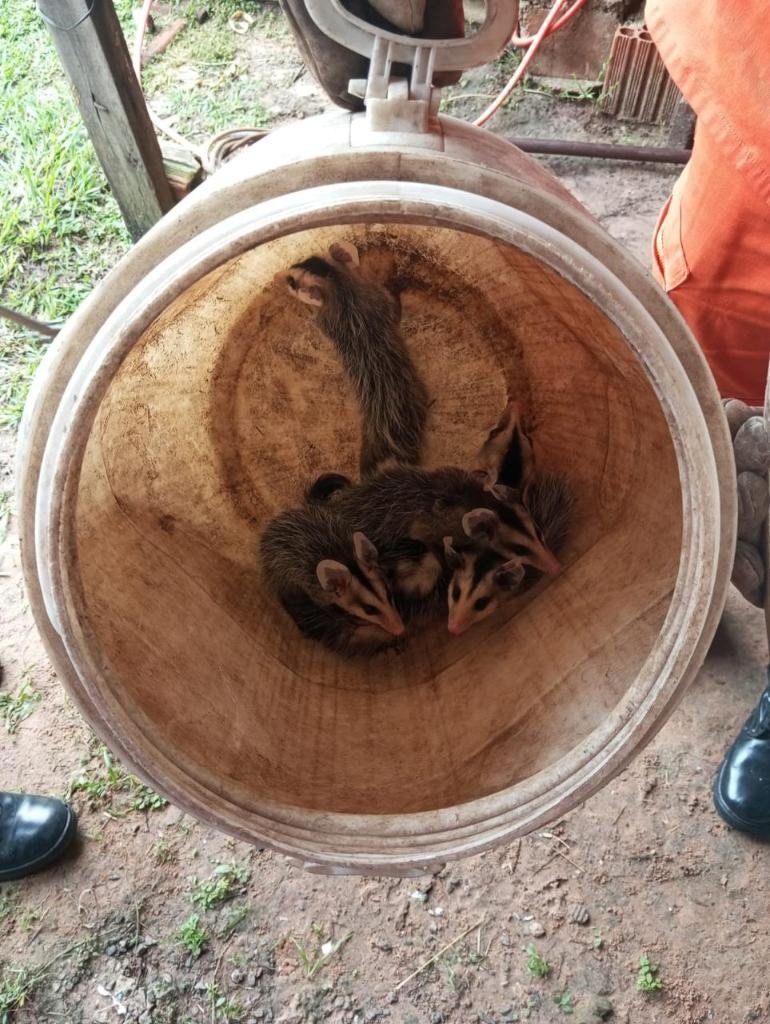 Família de gambás e catita são resgatadas em áreas urbanas de MT