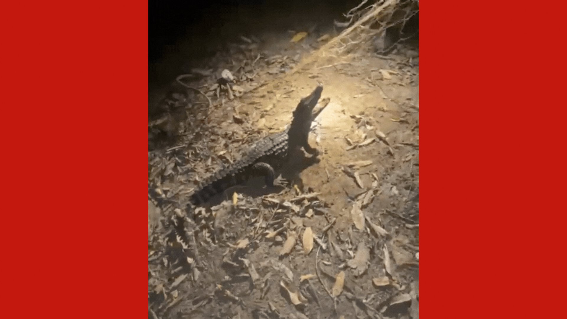 VÍDEO: Jacaré é resgatado após ficar preso em rede de pesca próximo a rio de MT