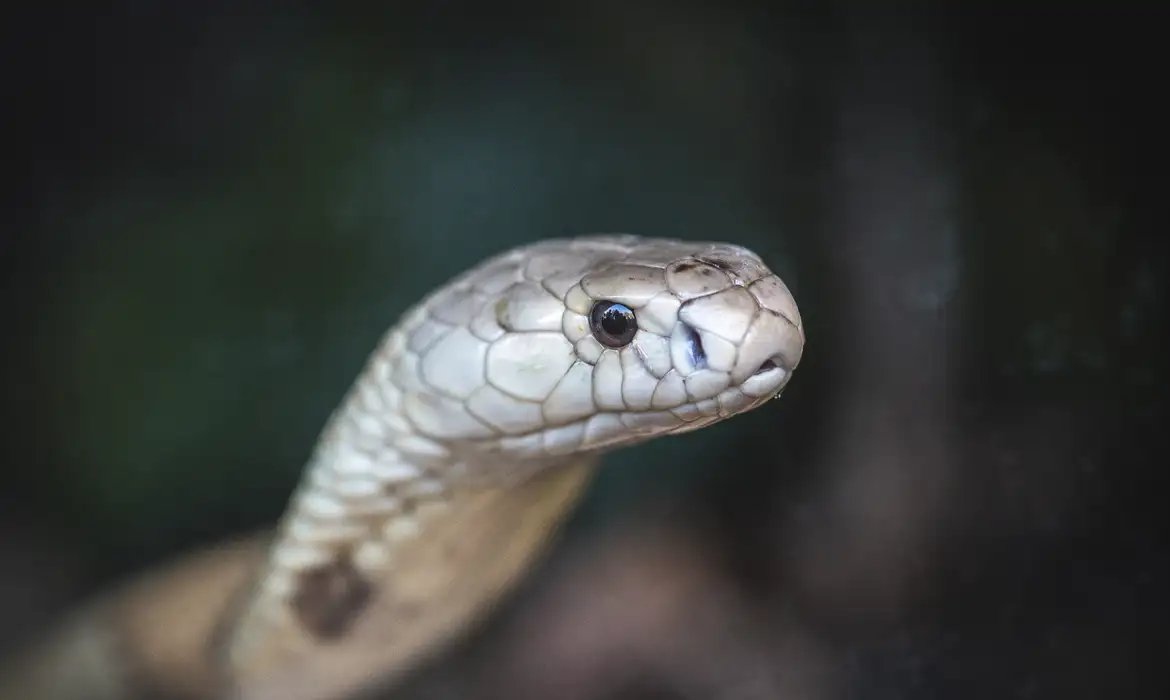 Estudo prevê substituição de roedor em testes antiveneno de serpentes