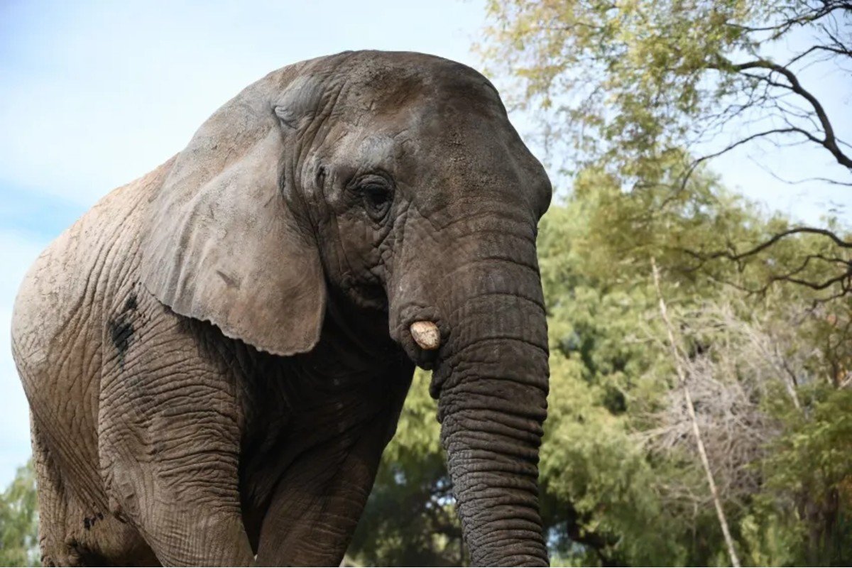 Elefanta africana é diagnosticada com problemas respiratórios em santuário de MT