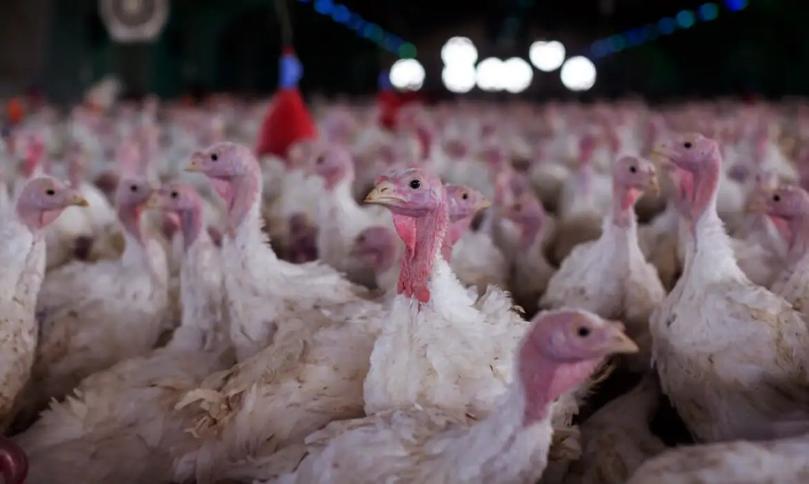 Agricultura confirma foco de doença de Newcastle em Santa Catarina 
