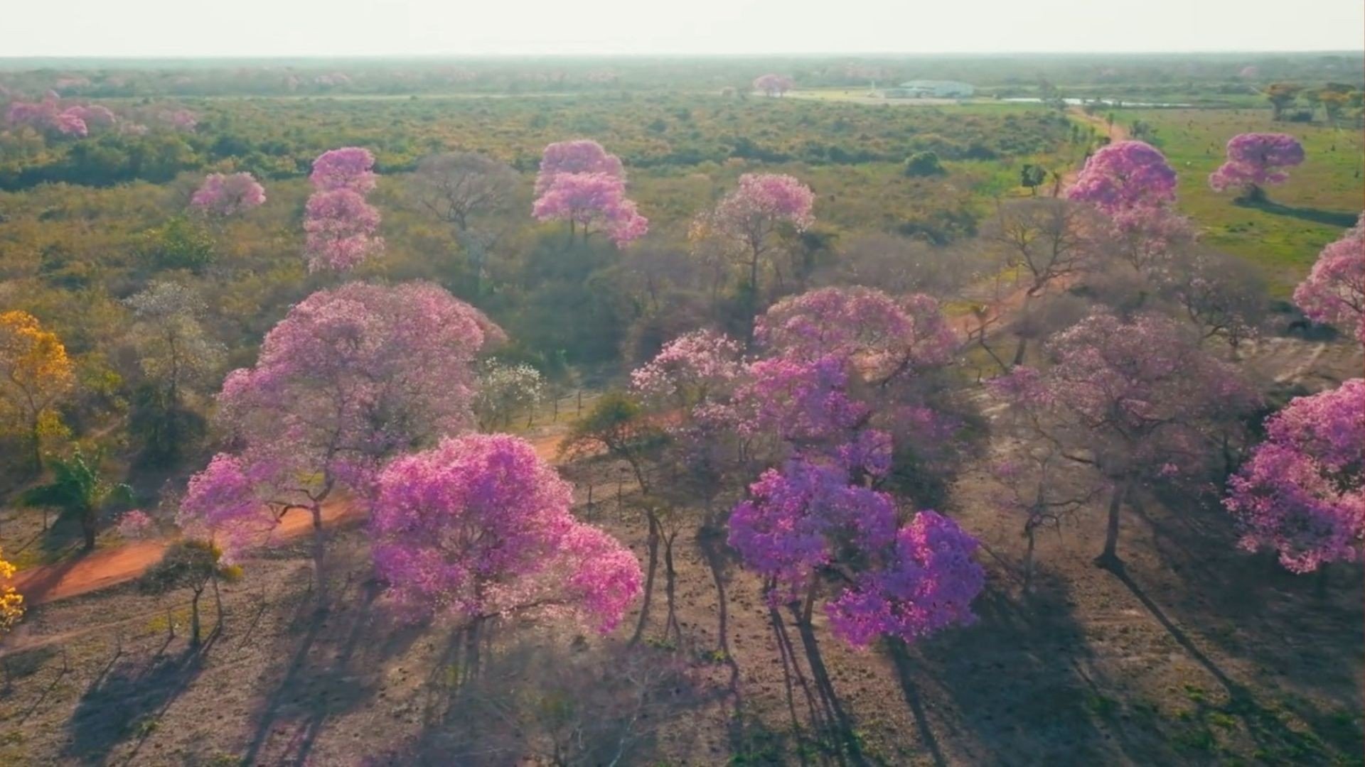 FOTOS: florada de ipês colore o Pantanal durante clima de deserto em MT