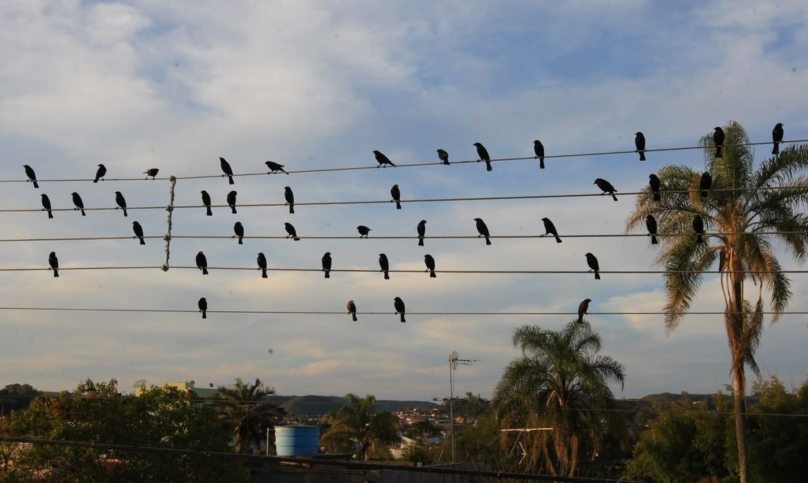 Foto de pássaros em fios elétricos vira sinfonia premiada em Cannes