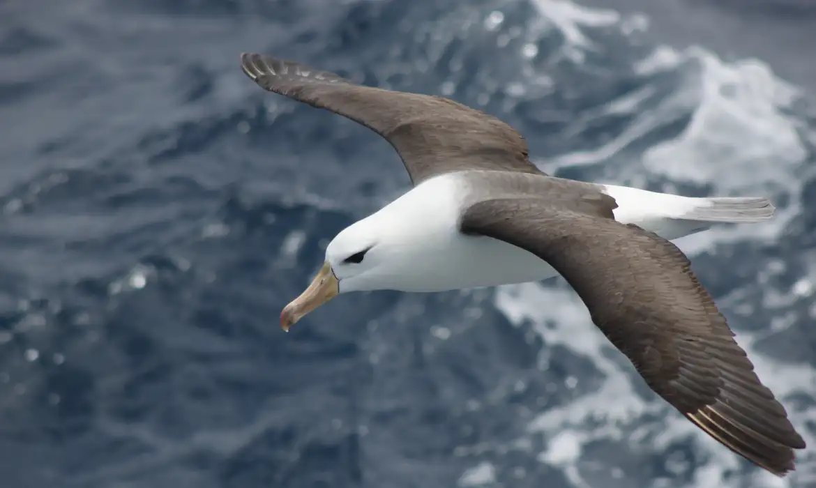 Reduzir morte de albatrozes implica mudanças na pesca em alto-mar