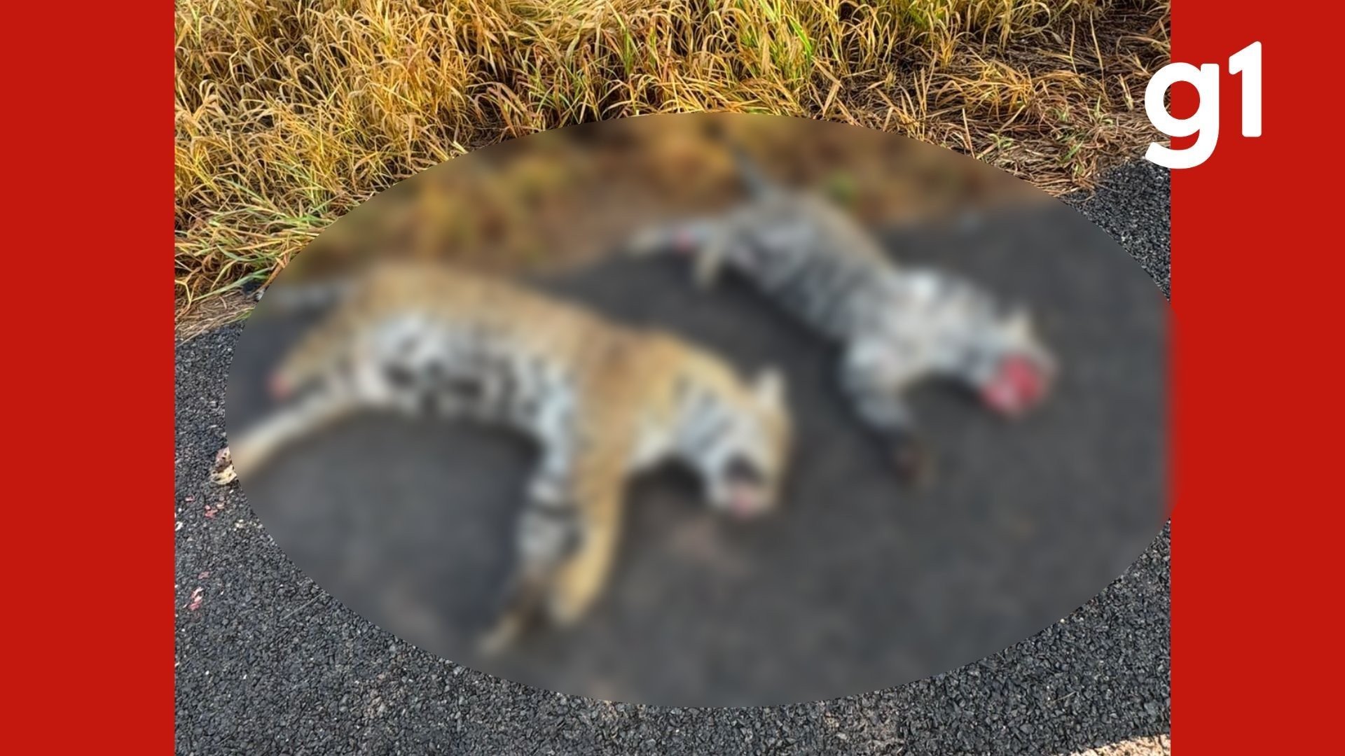 Duas onças-pintadas são encontradas mortas na MT-560; veja vídeo