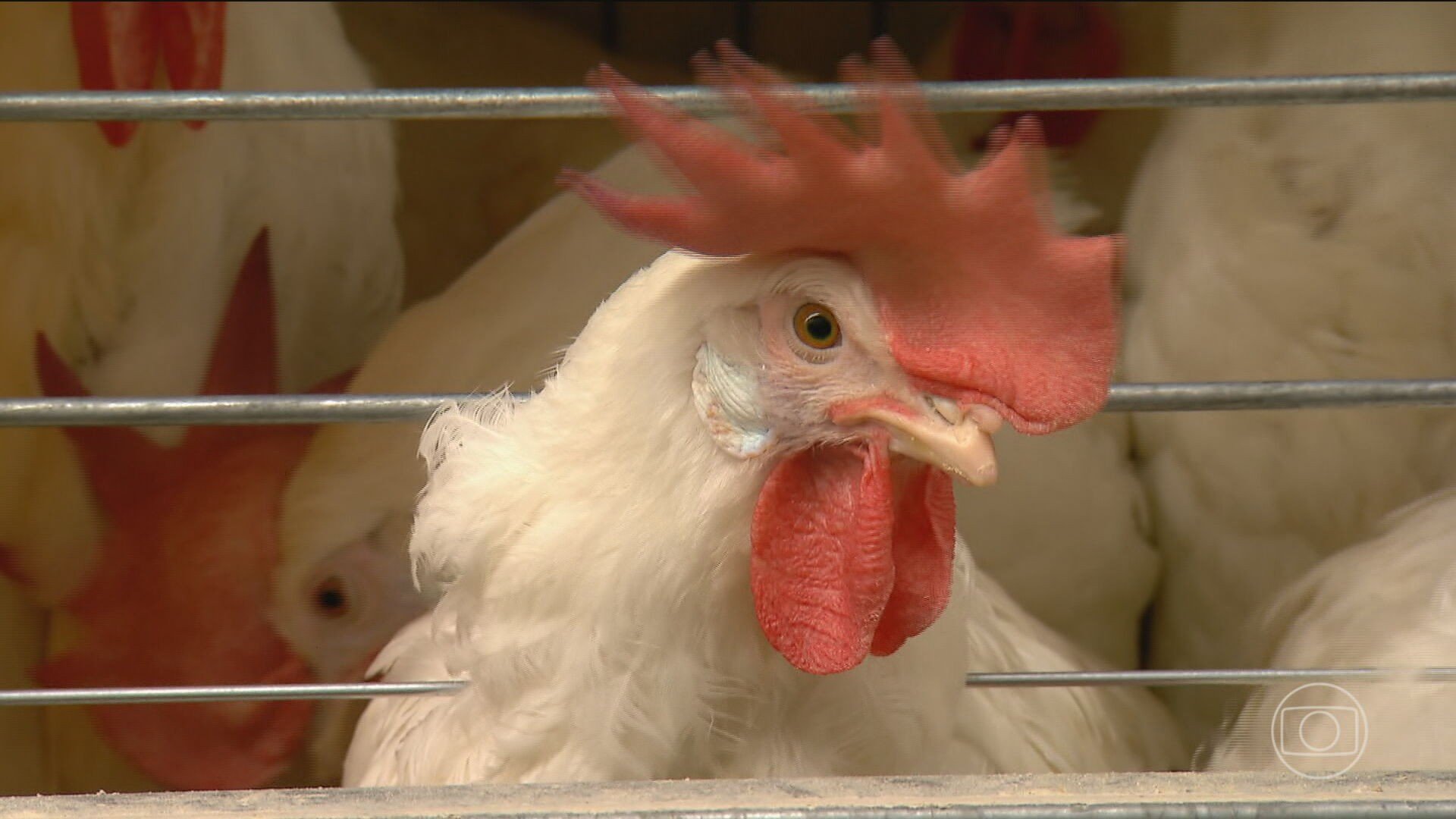 Gripe aviária: Mato Grosso descarta 2 casos da doença e investiga novo foco em aves domésticas