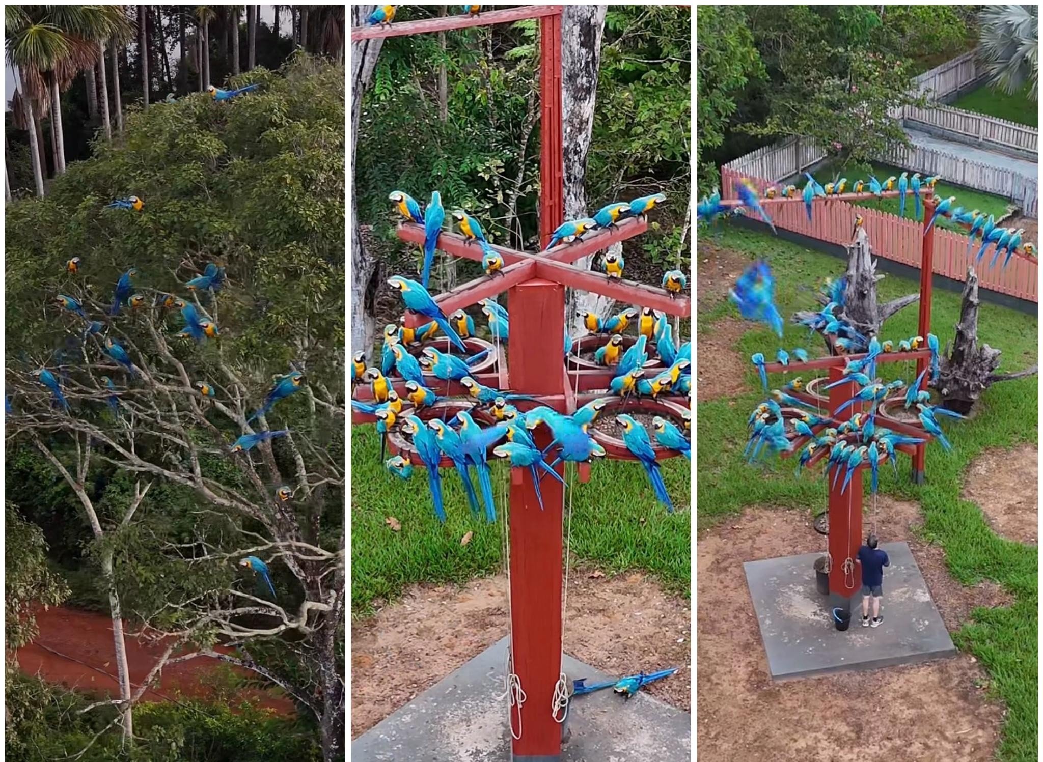 VÍDEO: centenas de araras com as cores do Brasil se ‘hospedam’ em propriedade de MT