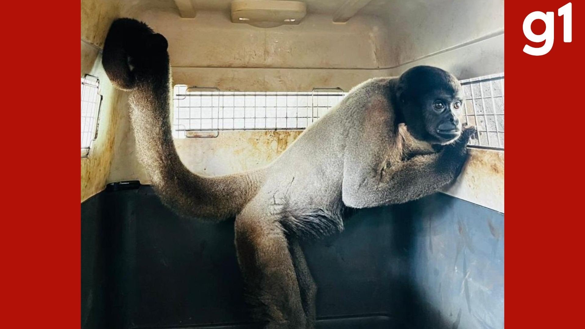 Macacos-barrigudos resgatados em MT são enviados para santuário em MG