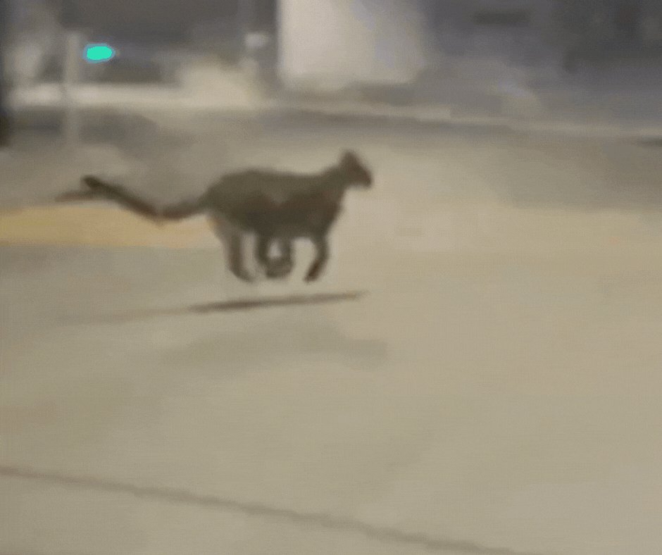 VÍDEO: onça-parda é flagrada atravessando a rua por casal em SC