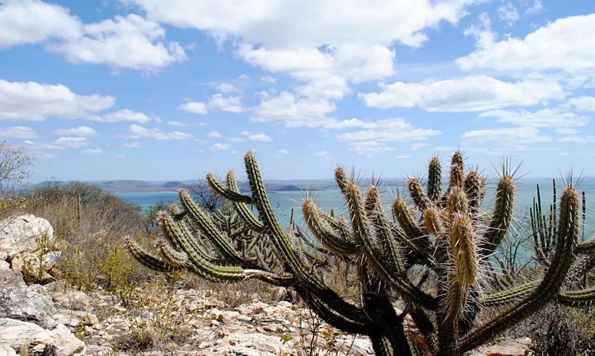 Ceará tem 3.226 hectares de caatinga ocupados por usinas solares