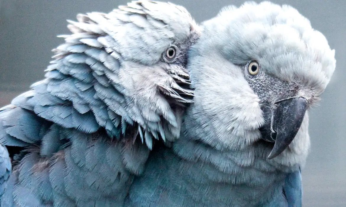 Ararinhas-azuis reintroduzidas na natureza foram mortas por predadores
