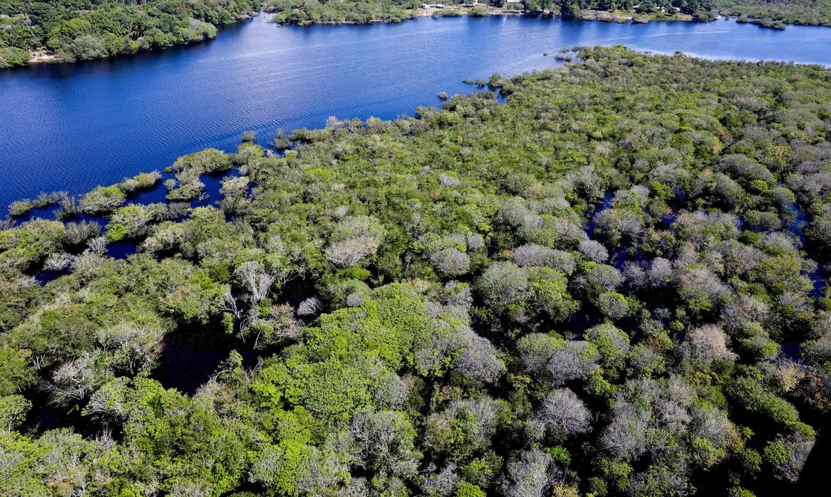 Alertas de desmatamento na Amazônia caem 35% em junho de 2026