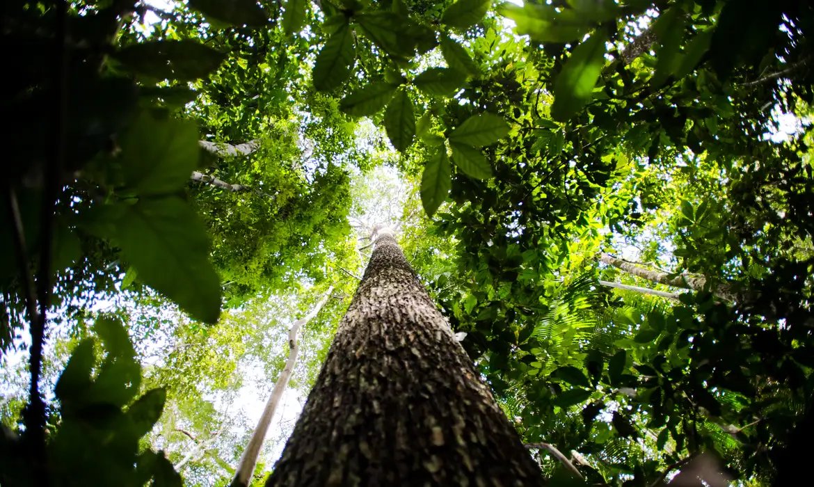 BNDES busca mobilizar até R$ 6 bi para mercado de crédito de carbono