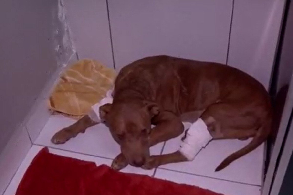 Pitbull enterrado vivo recebe nome e se prepara para ser adotado