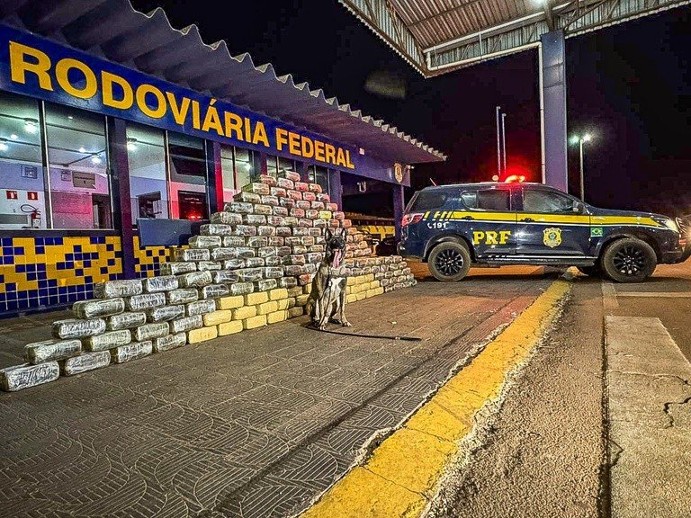 Cão farejador indica fundo falso onde  meia tonelada de ‘supermaconha’ foi apreendida em MT