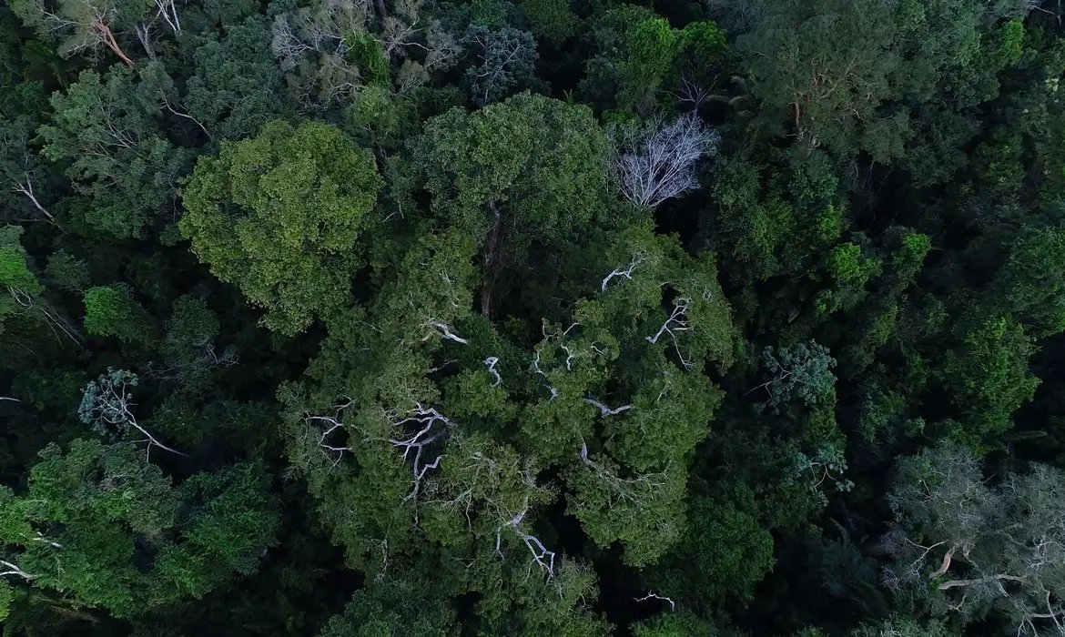 Floresta Amazônica está mais resistente à seca, diz estudo da UFMG