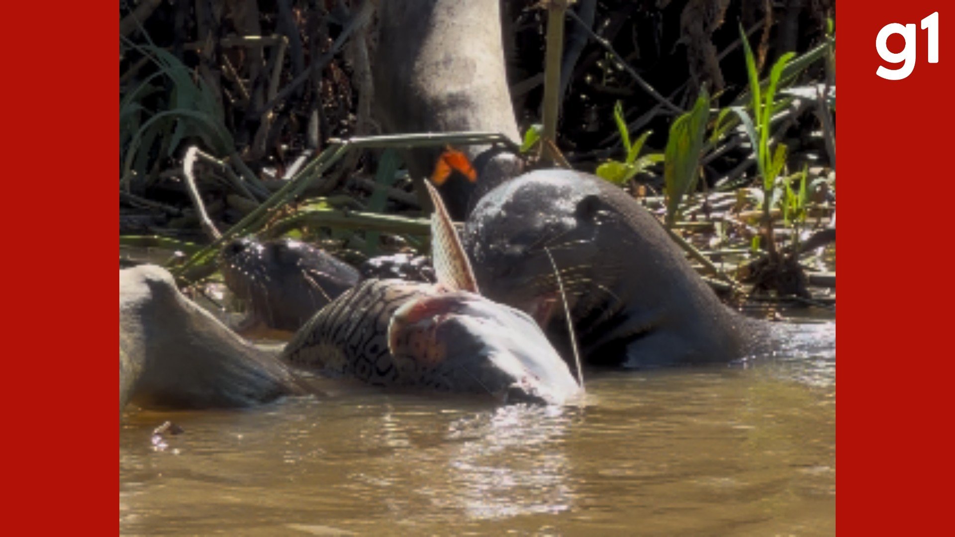 VÍDEO: ariranhas disputam peixe grande em rio no Pantanal de MT