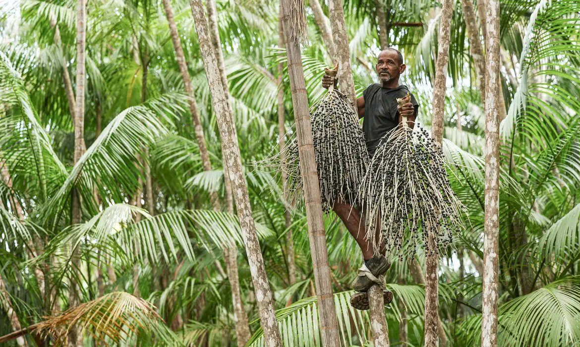 Livro sobre plantas frutíferas da Amazônia será relançado na UFRA