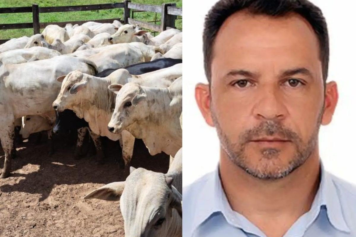 Vereador preso por comprar gado furtado é solto após pagar fiança de R$ 16 mil em MT