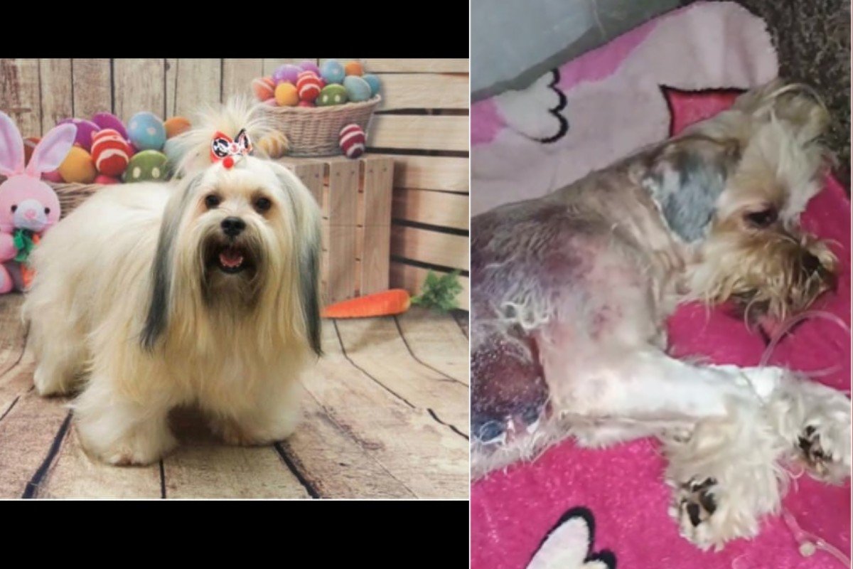 Cão sofre queimaduras de segundo grau após banho em pet shop clandestino em Cuiabá
