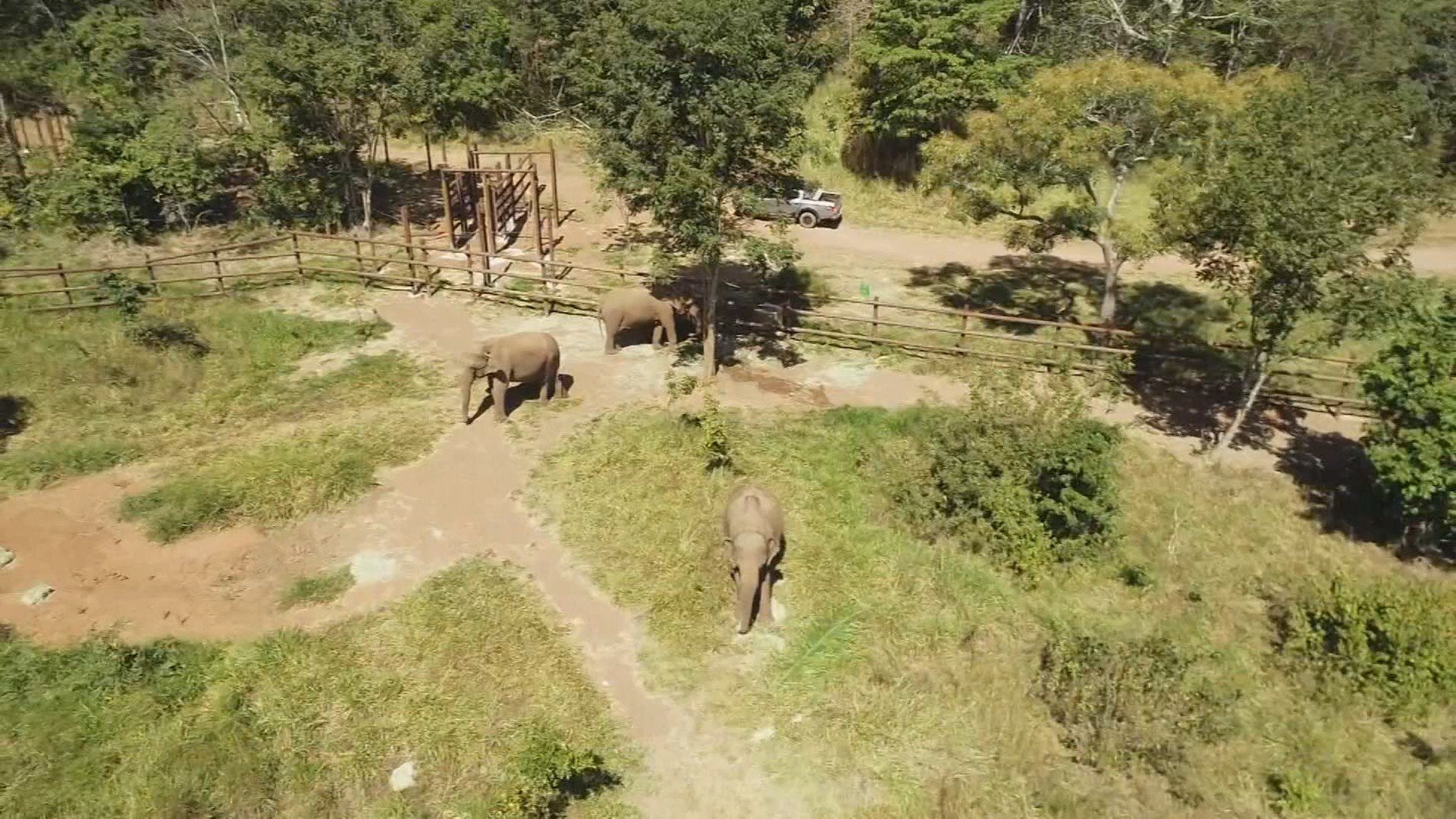 Novo lar de Sandro: conheça o 1º Santuário de Elefantes do Brasil, em MT