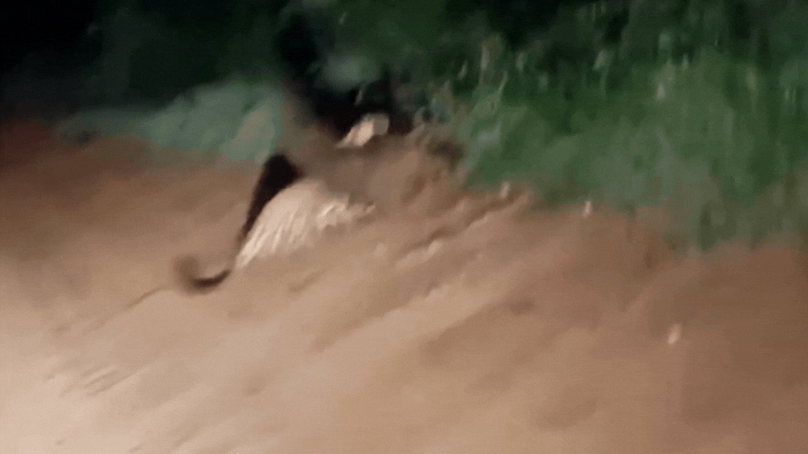 VÍDEO: em encontro raríssimo, tamanduá-bandeira leva a melhor em confronto com onça-pintada em MT