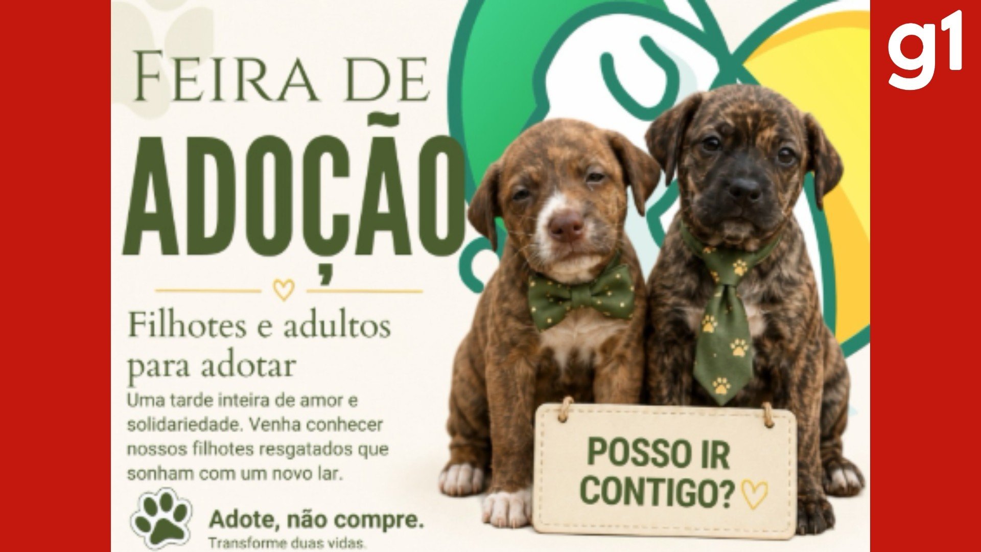 Cuiabá realiza feira com mais de 20 animais para adoção e cadastro de vacinas gratuitas; veja como funciona