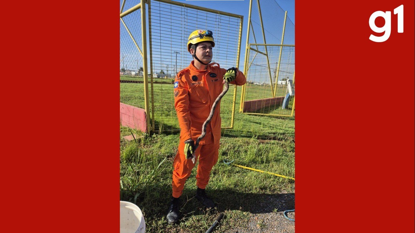 Jiboia cinza assusta trabalhadores e é resgatada em rodovia de MT