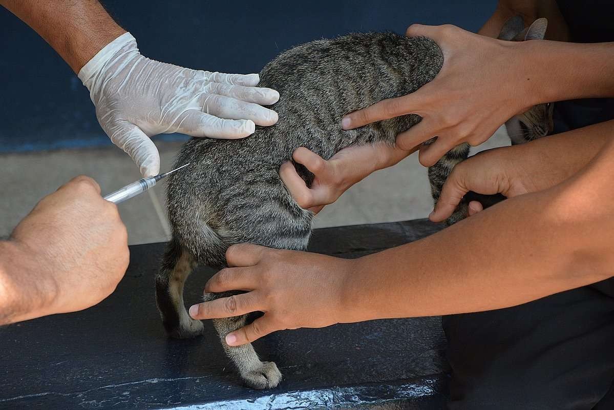 Várzea Grande (MT) realiza campanha de vacinação antirrábica neste sábado (17)