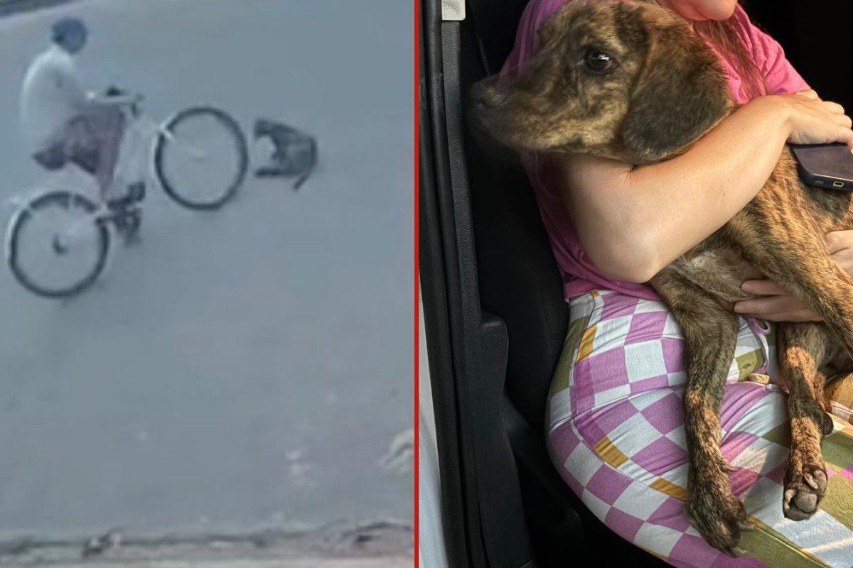 Vídeo: ciclista atropela cachorra de propósito em rua de MT