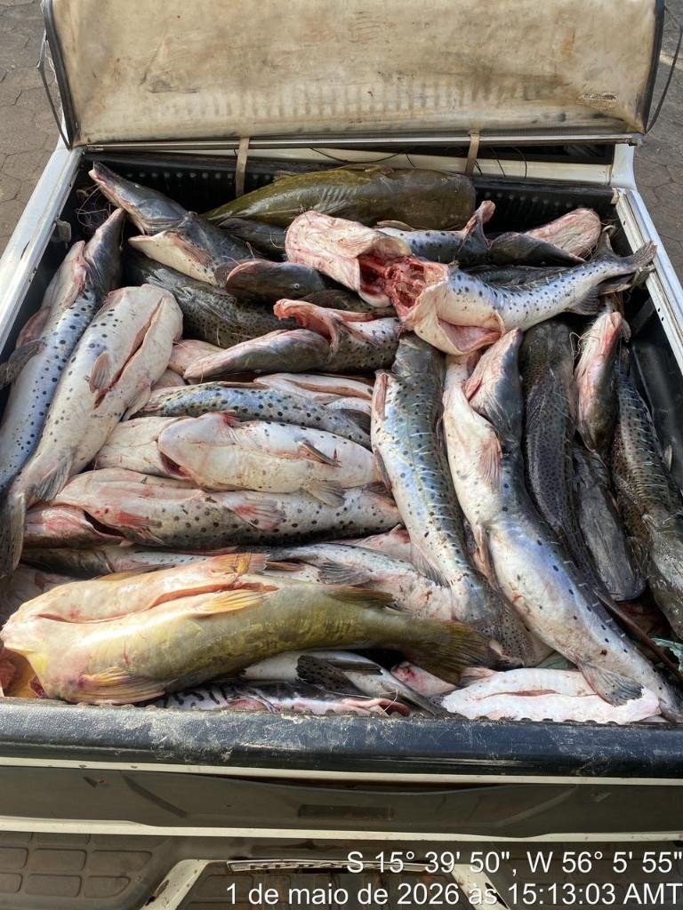 Motorista é preso com 465 kg de pescado ilegal e caminhonete roubada em MT