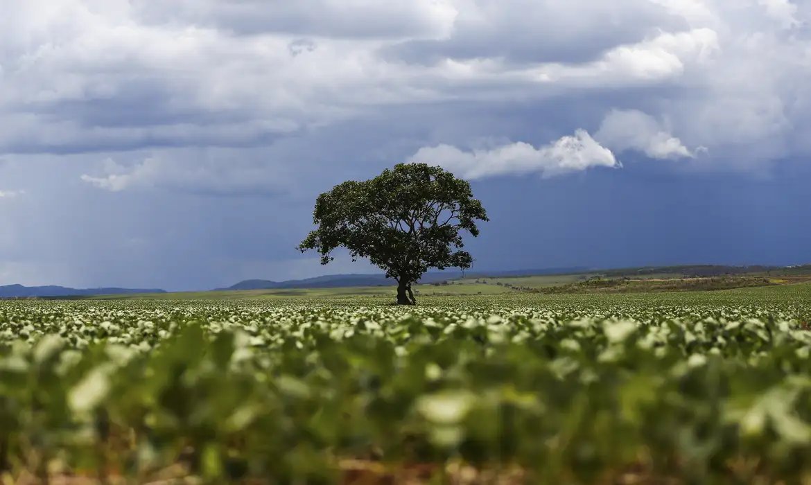Crédito rural financiou R$ 92,4 bi em áreas com alertas ambientais