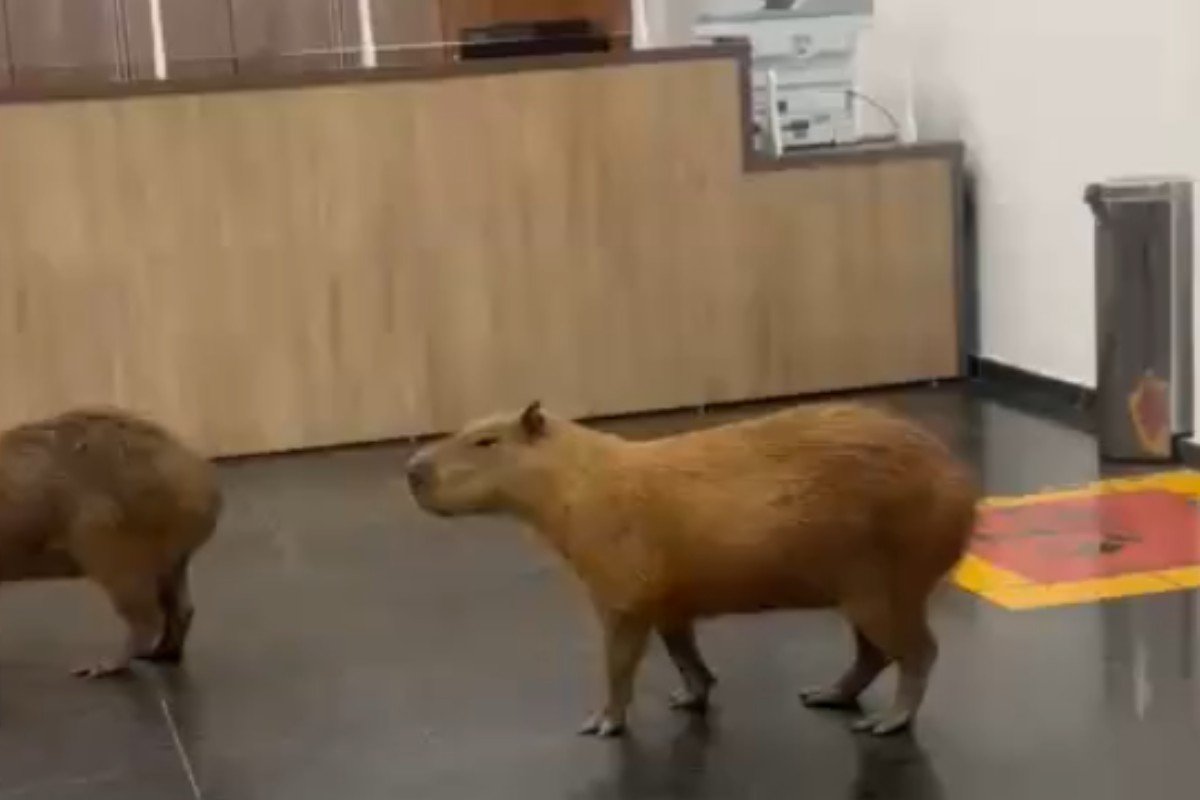 VÍDEO: capivaras invadem Assembleia Legislativa de MT e passeiam por recepção