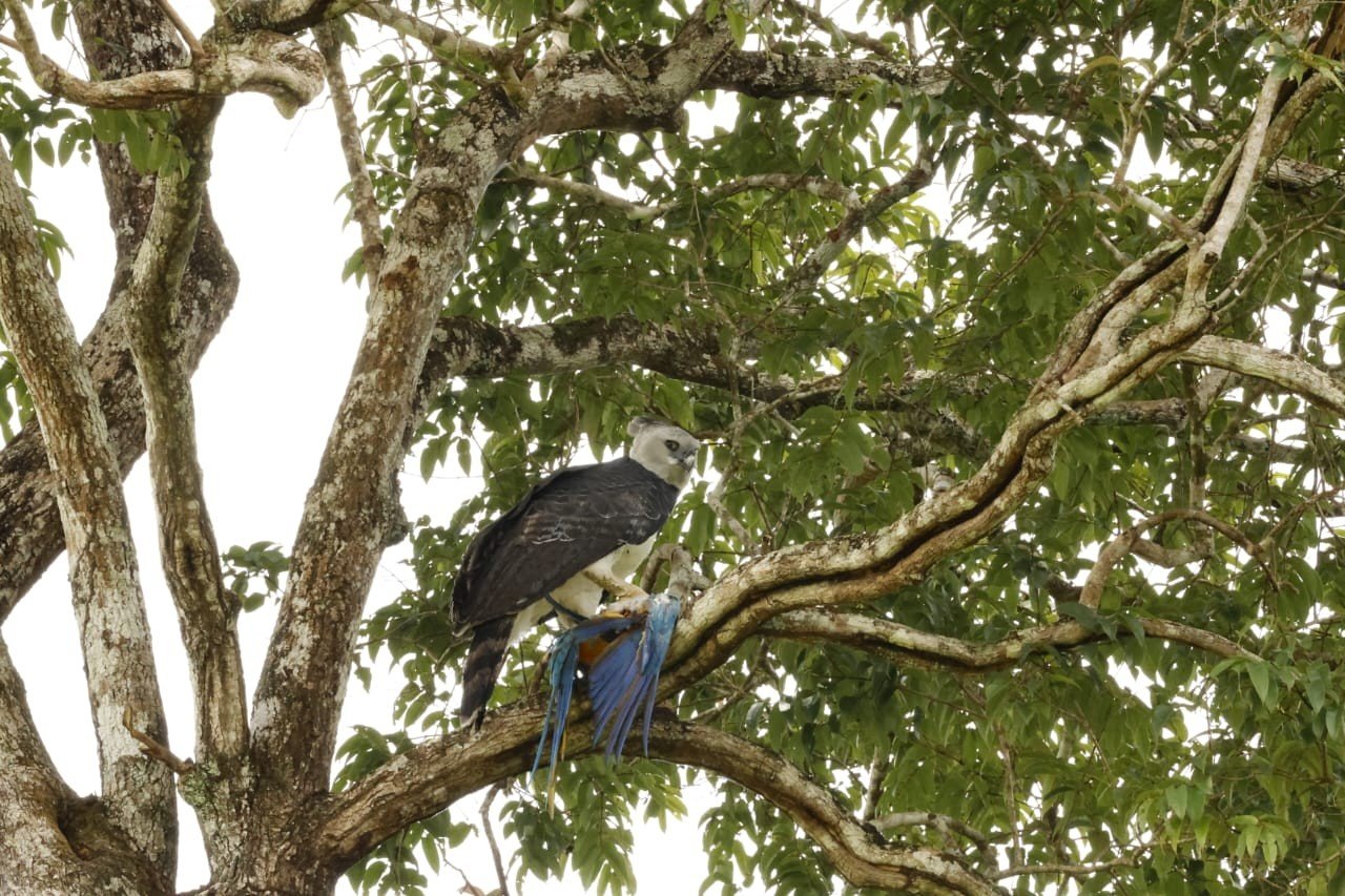FOTO: arara-canindé é morta pela maior águia do mundo em MT