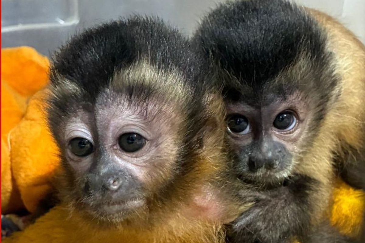 Filhote de macaco resgatado agarrado à mãe morta faz ‘amigo’ e é reinserido na natureza em MT
