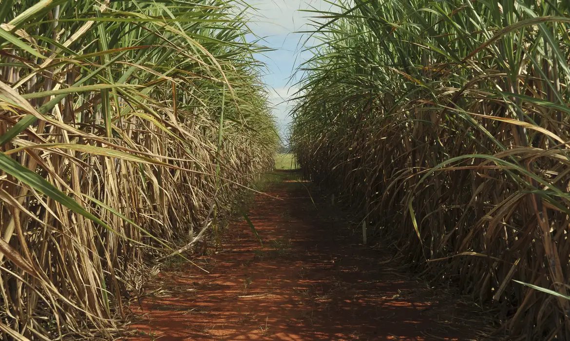 Safra de cana-de-açúcar deve crescer 4,7% em relação ao ano de 2025