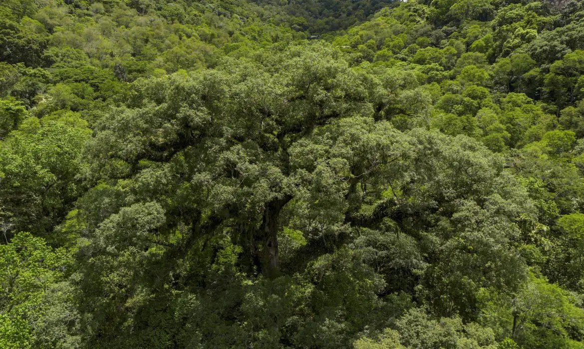 Seleção TV Brasil: conheça os 12 contemplados na linha sobre natureza