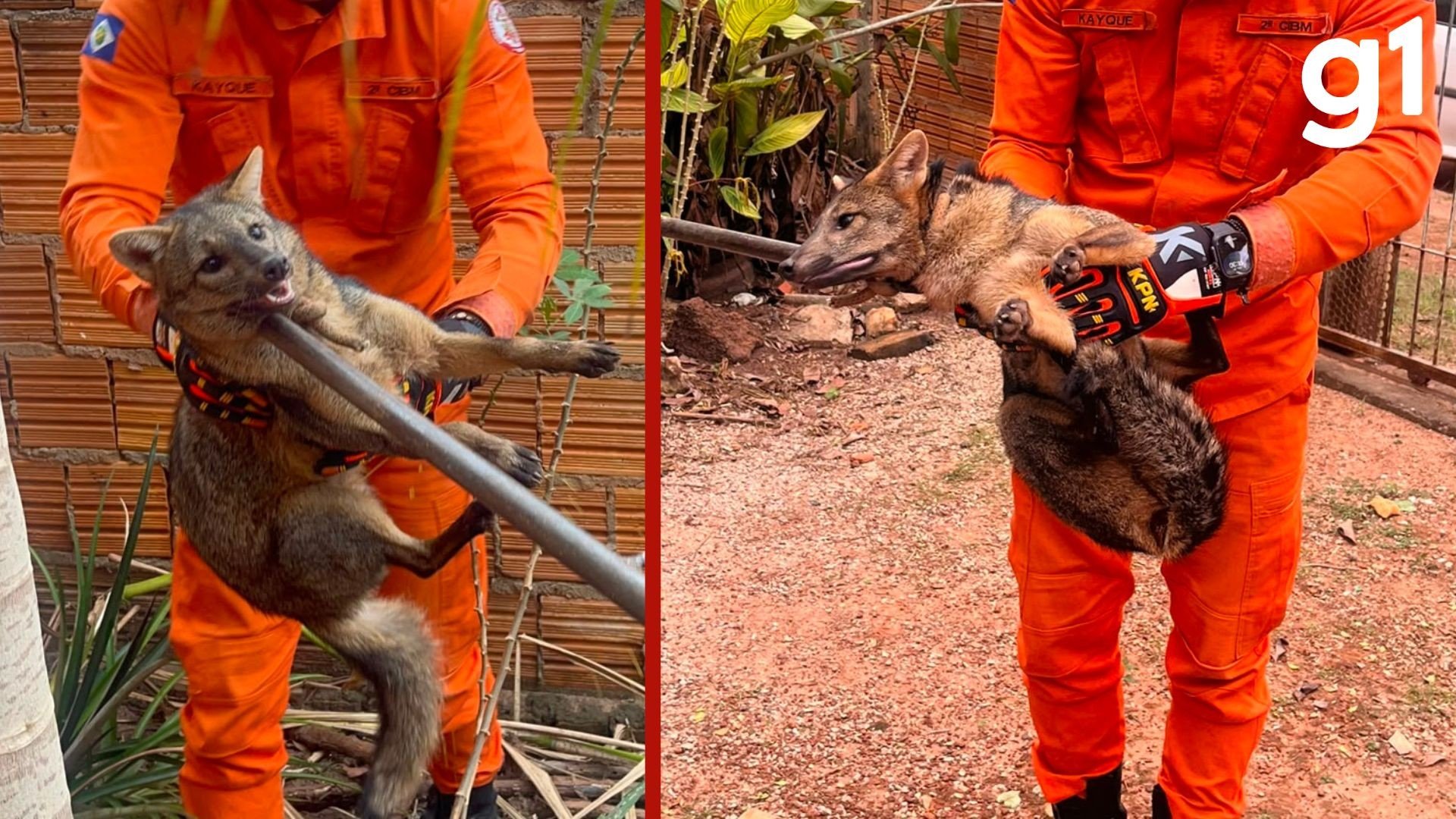 Cachorro-do-mato é resgatado dentro de casa após apresentar comportamento agressivo em Cáceres (MT)