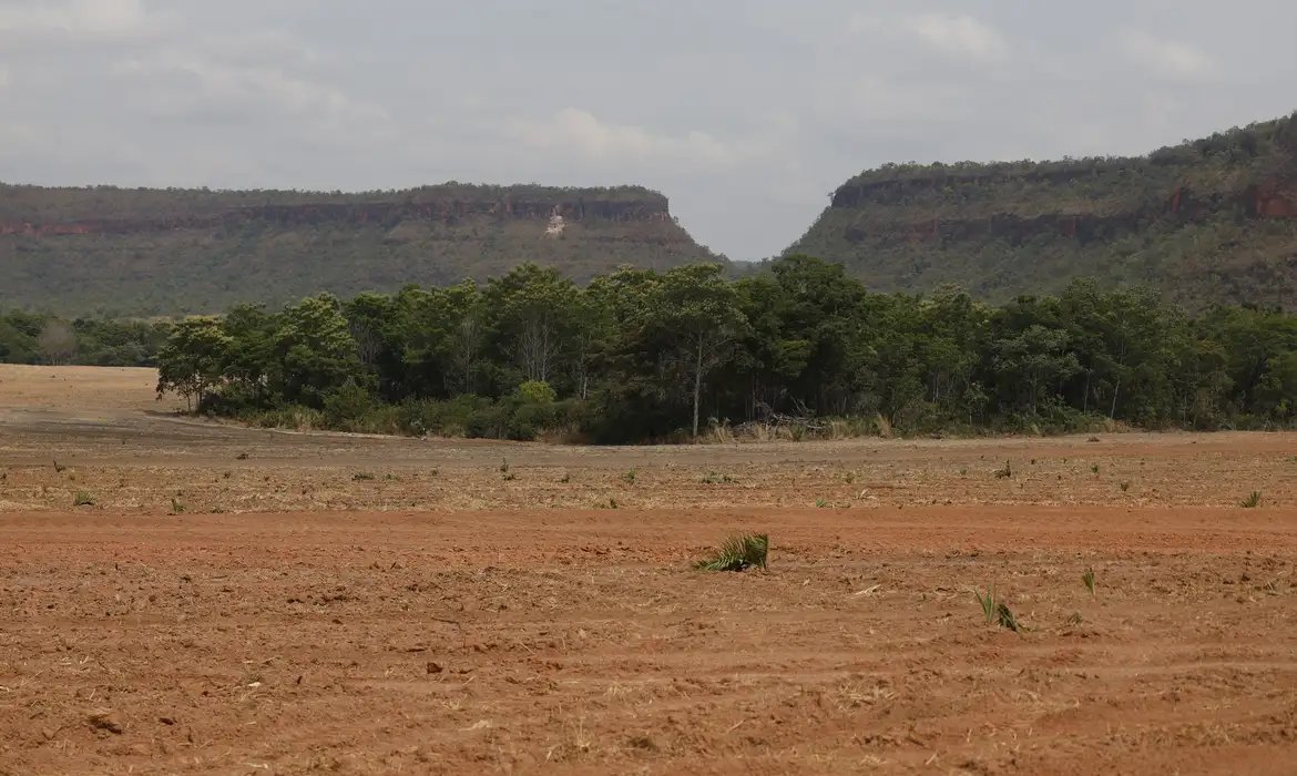 Fragmentos de vegetação nativa cresceram no país 163% em 38 anos 