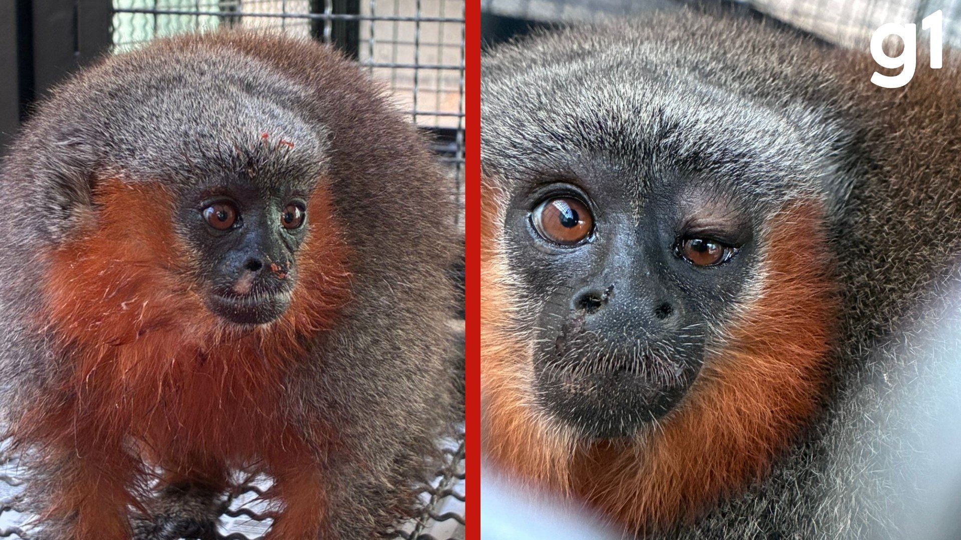 VÍDEO: macacos zogue-zogue resgatados com problemas de saúde e ferimentos são soltos em MT