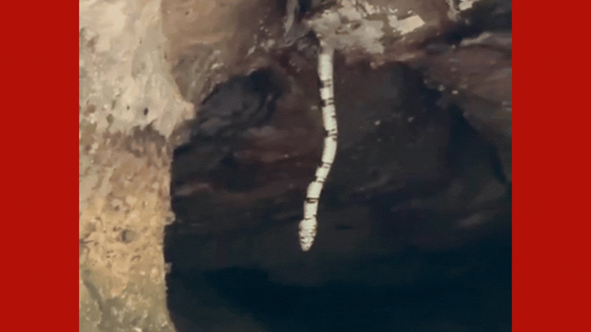 VÍDEO: cobra gigante impressiona turistas durante descida em caverna de MT